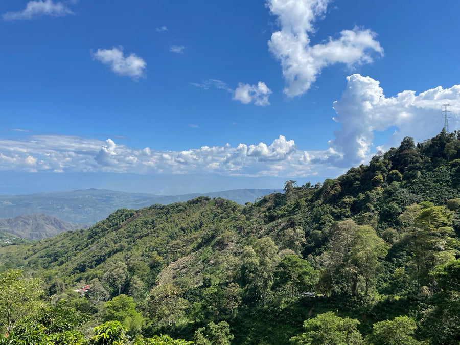 Colombia, Finca El Sinaí